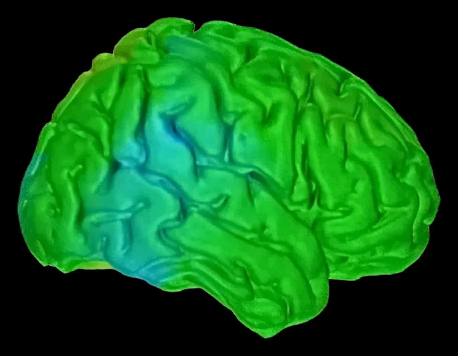 Brain map după program